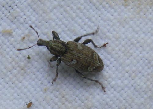 Graptus triguttatus